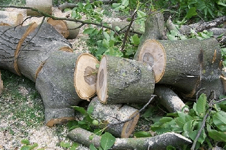 Small pieces of wood