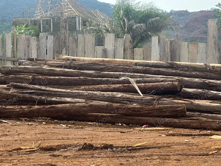 جذوع الأشجار في مصنع سيراليون للتقشير