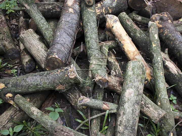 Why Is Log Shaver So Popular In The Uk? 2 Déchets de bois